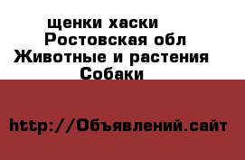 щенки хаски!!! - Ростовская обл. Животные и растения » Собаки   